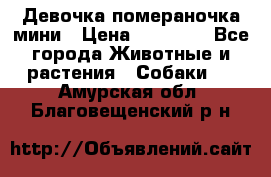 Девочка помераночка мини › Цена ­ 50 000 - Все города Животные и растения » Собаки   . Амурская обл.,Благовещенский р-н